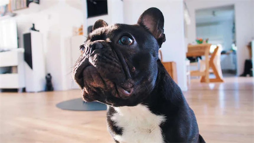 犬の変形性関節症に効くGalliprant！副作用が少ない理由とは