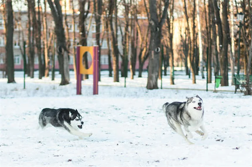 人気のうさぎの品種5選：飼いやすさで選ぶならどれ？