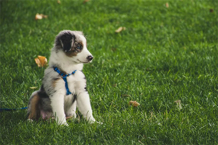 犬の夜間視力：人間より優れている3つの秘密と知っておくべき真実