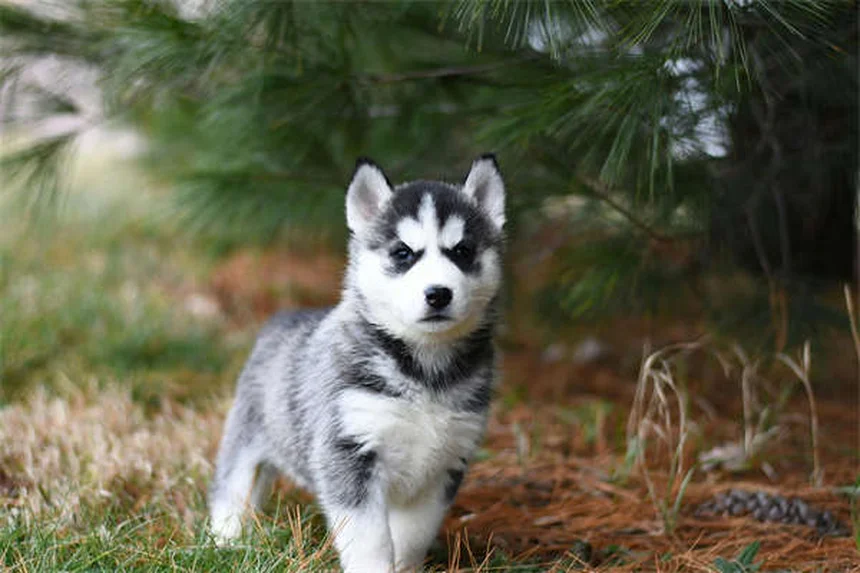 【獣医師監修】犬のナルコレプシーとは？症状、原因、治療法をやさしく解説