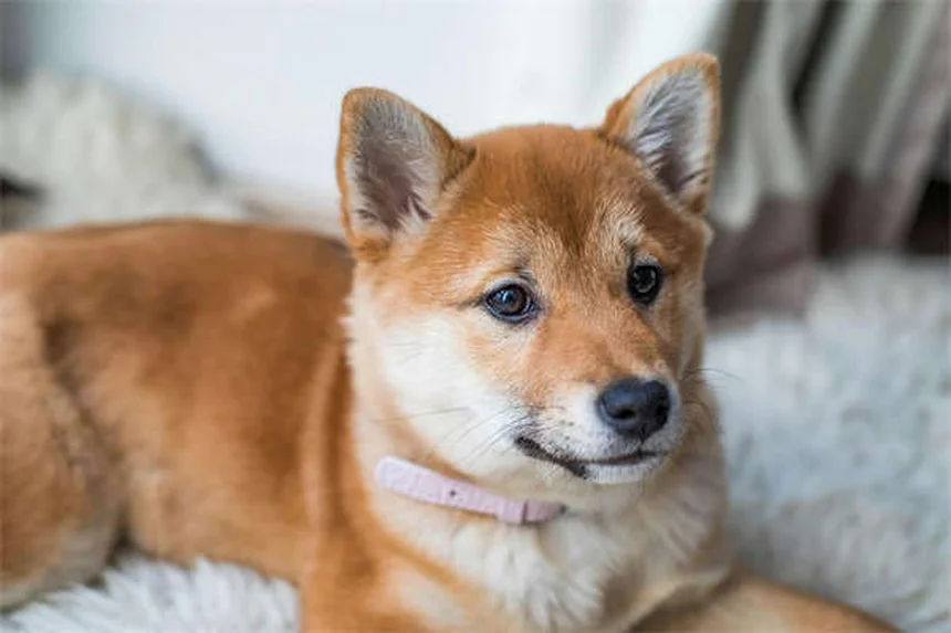 ウサギを飼う前に知っておきたい10の事実と年間費用のリアル