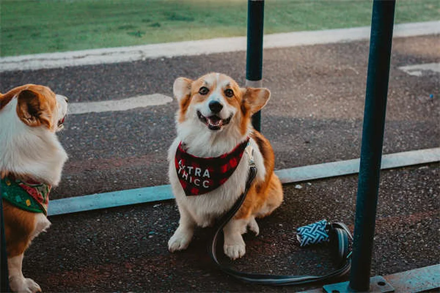 犬の心臓病にVetmedin®が効く理由と安全な使い方