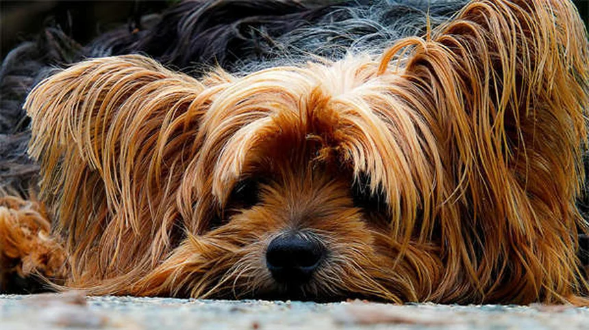 犬の歯茎が赤い！原因と症状、今すぐできる対処法を獣医師が徹底解説