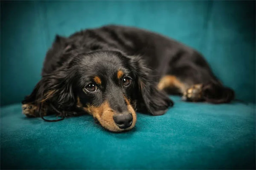 犬の年齢、計算方法間違ってない？正しい寿命とケア