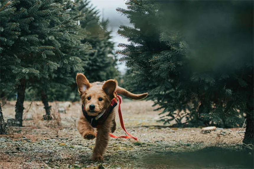短頭種の犬にハーネスが必要な理由と選び方のコツ