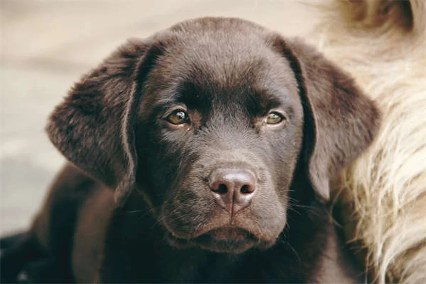 短頭種の犬にハーネスが必要な理由と選び方のコツ