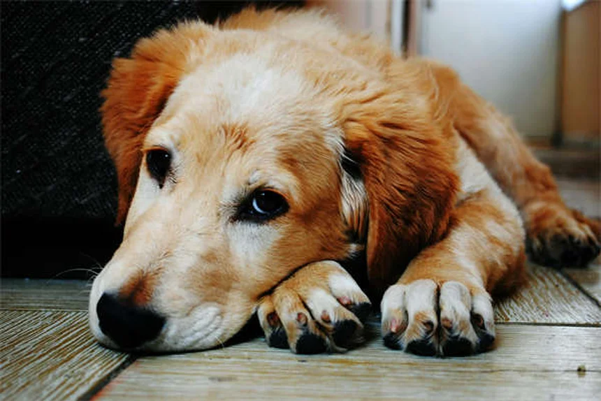 雨の日・雪の日の犬のトイレ成功させる方法とは？