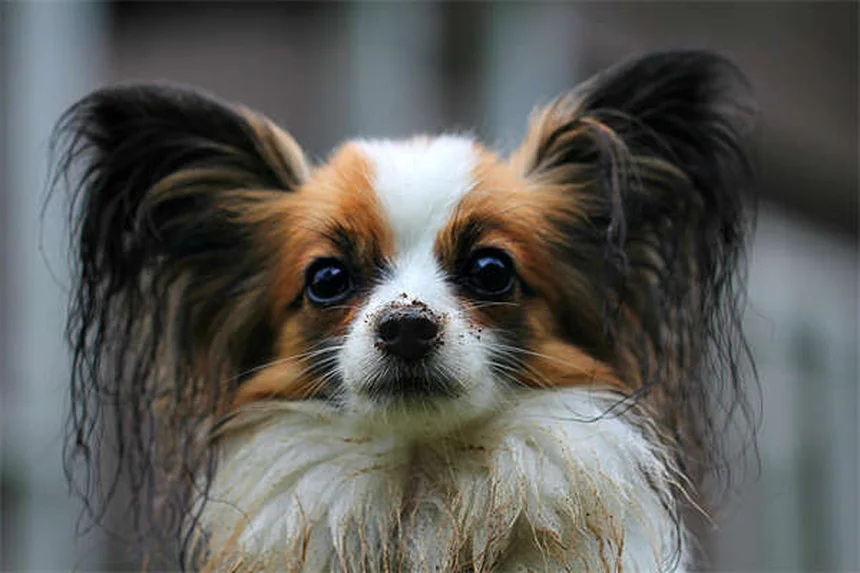 犬にPedialyteは危険？与えるリスクと正しい対処法を解説