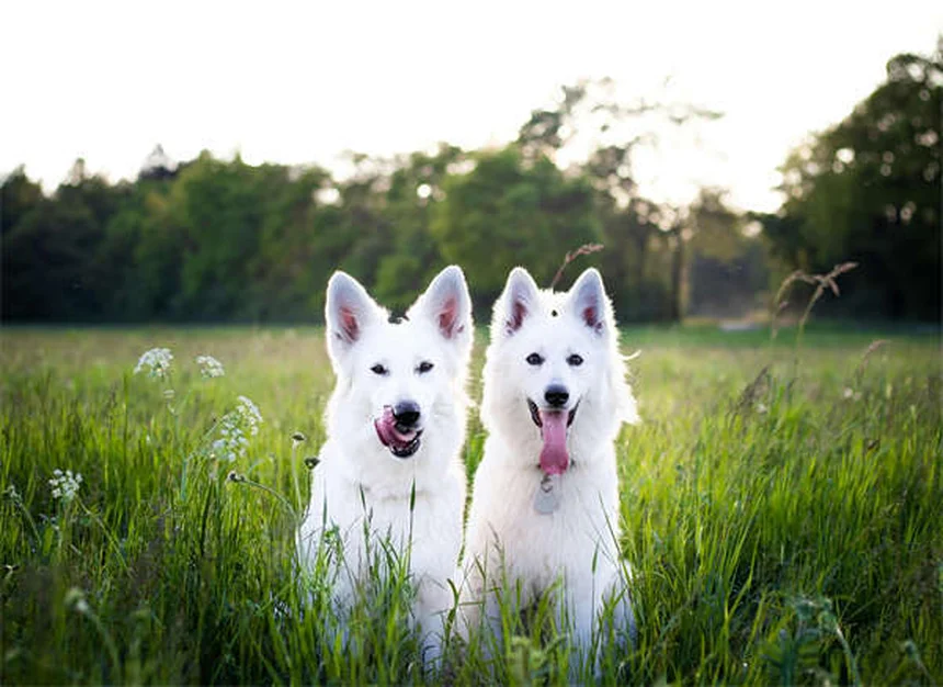 愛犬の運動不足サイン6選！今すぐ対策が必要な理由とは