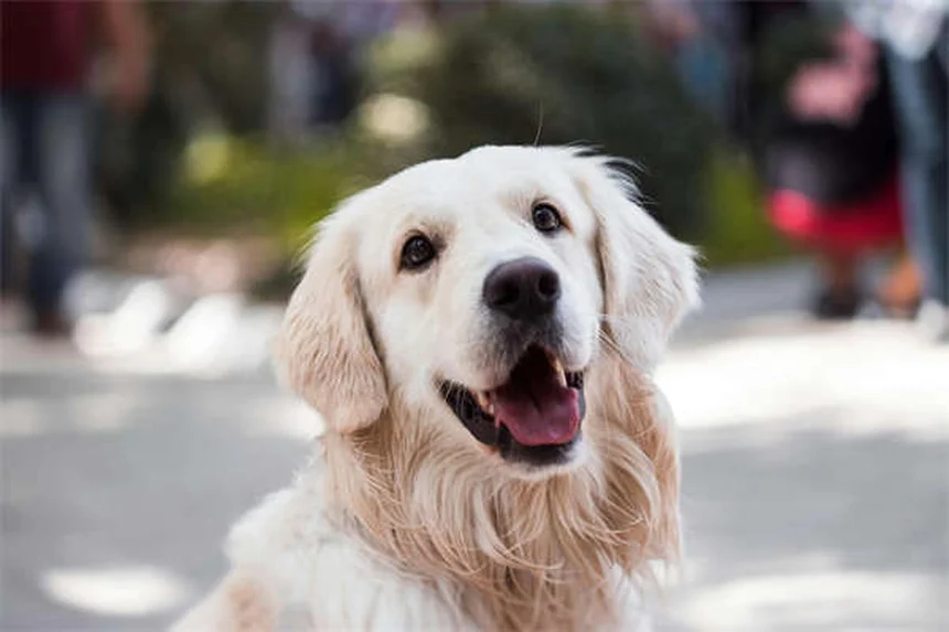 犬用知育おもちゃの選び方とおすすめ8選