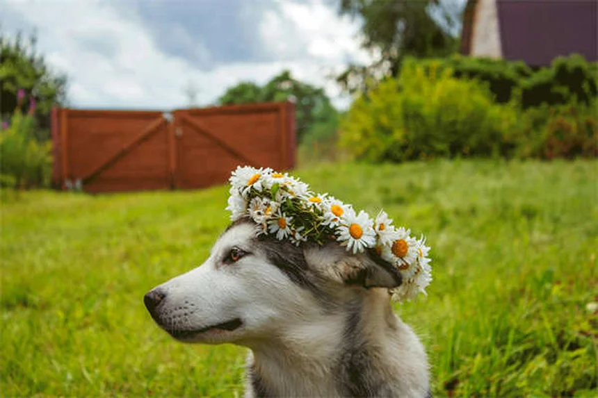 猫が花火を怖がる理由と今すぐできる10の対策