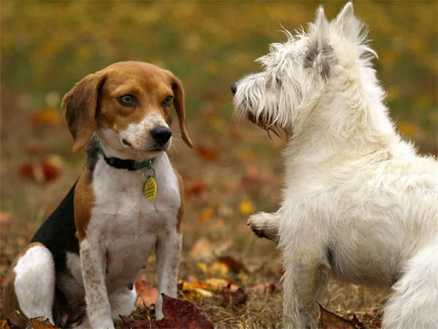 犬のエナラプリル、獣医師が教える正しい使い方と副作用・注意点