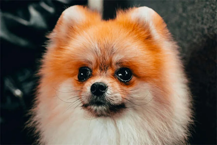 野生のハムスターはどこにいる？ペットとの違いと飼い方ガイド