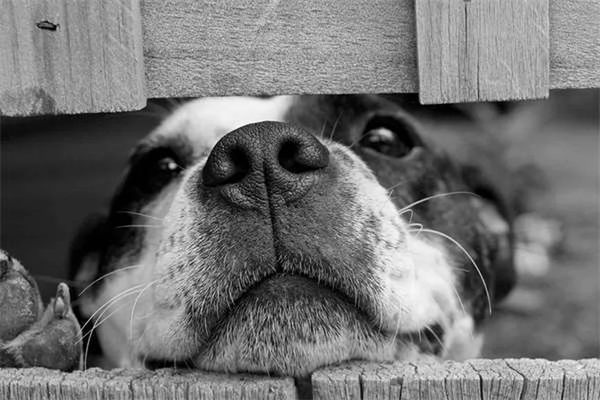 緊張している犬を落ち着かせる自然療法7選と注意点