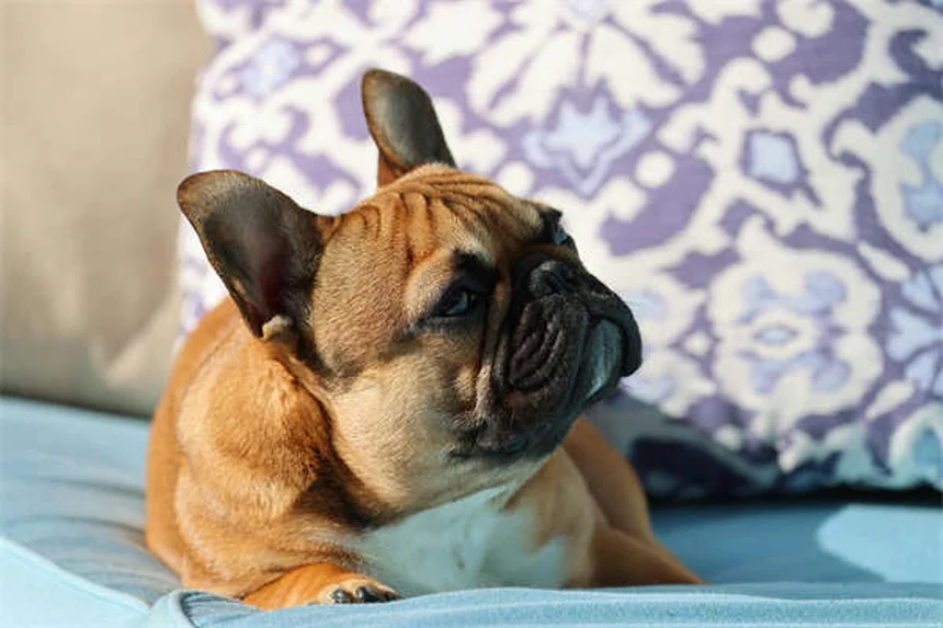 緊張している犬を落ち着かせる自然療法7選と注意点