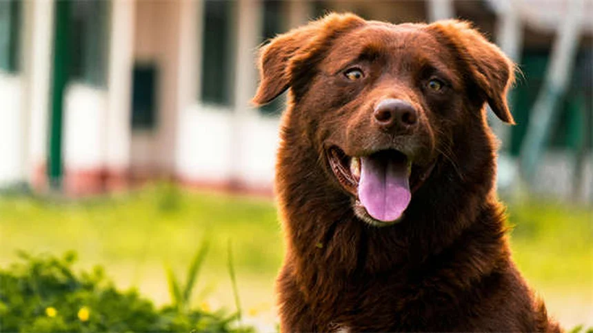 犬の関節炎の治し方・治療法を経験から解説