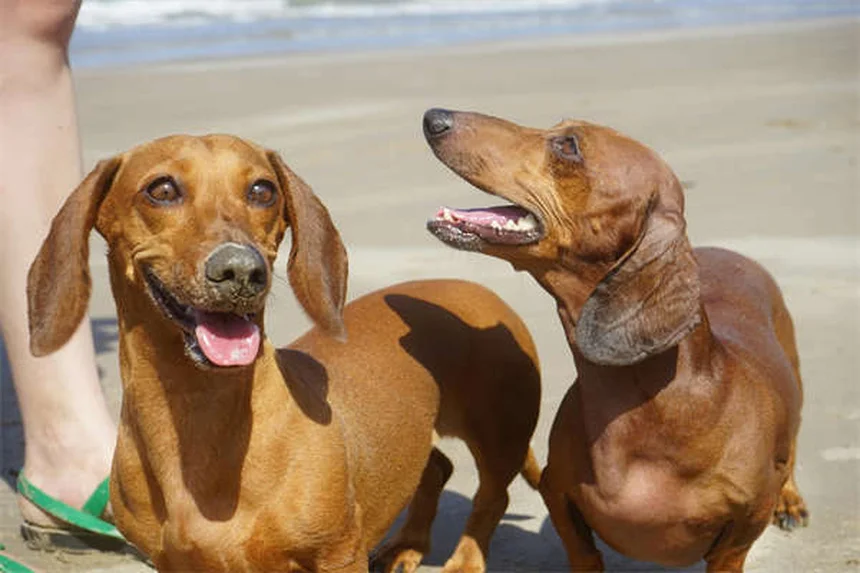 犬の関節炎の治し方・治療法を経験から解説