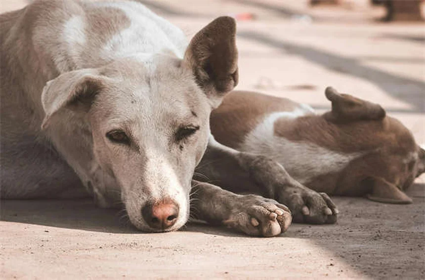 純血種よりミックス犬の方が健康？獣医師が16年で見た真実