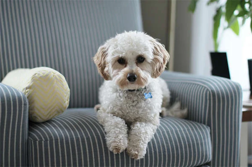 純血種よりミックス犬の方が健康？獣医師が16年で見た真実