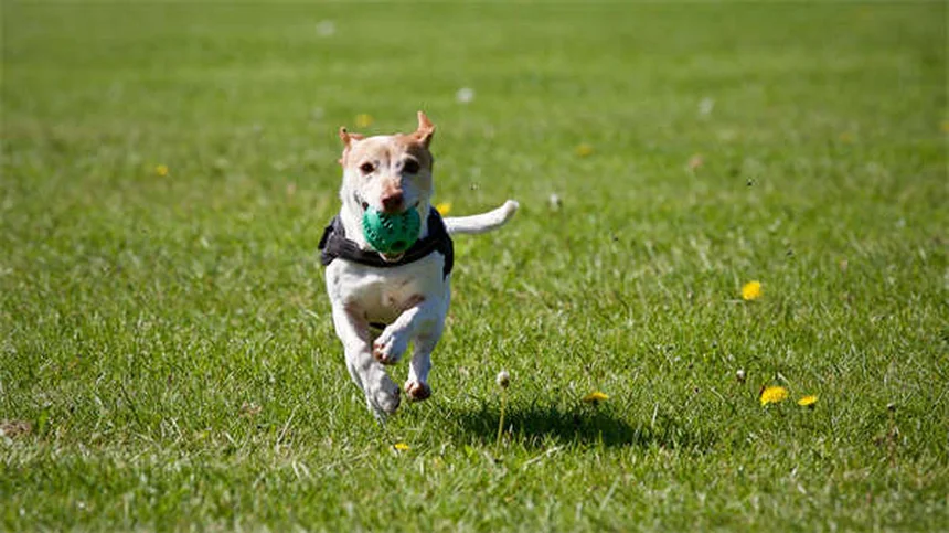 愛犬の退屈しのぎ、朝15分で解決！問題行動の原因と対策