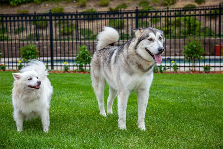 愛犬の退屈しのぎ、朝15分で解決！問題行動の原因と対策