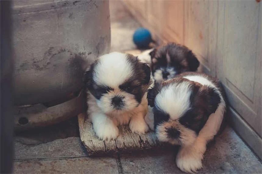 犬の性格は犬種だけでは決まらない【研究データで解説】私たちが知っておきたい真実