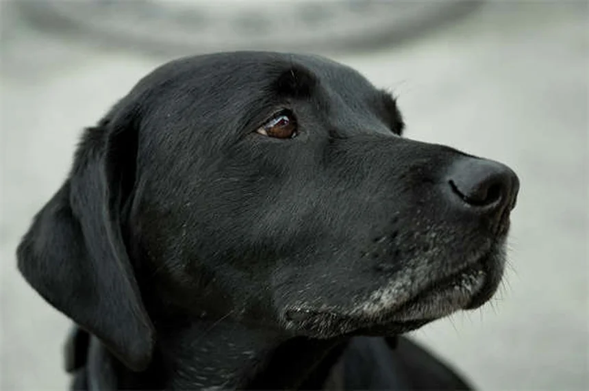 犬の性格は犬種だけでは決まらない【研究データで解説】私たちが知っておきたい真実