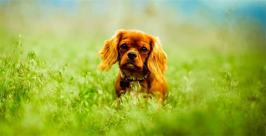 犬のしっぽ追い、実はこんな理由が——遊びじゃないサインと正しい対処法