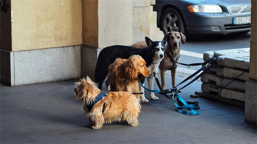 犬のしっぽ追い、実はこんな理由が——遊びじゃないサインと正しい対処法