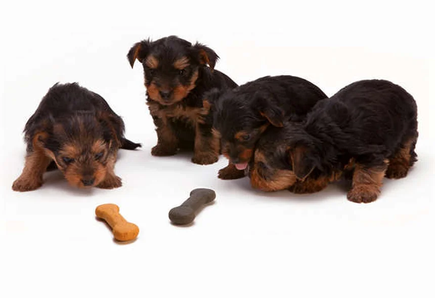 犬のしっぽ追い、実はこんな理由が——遊びじゃないサインと正しい対処法