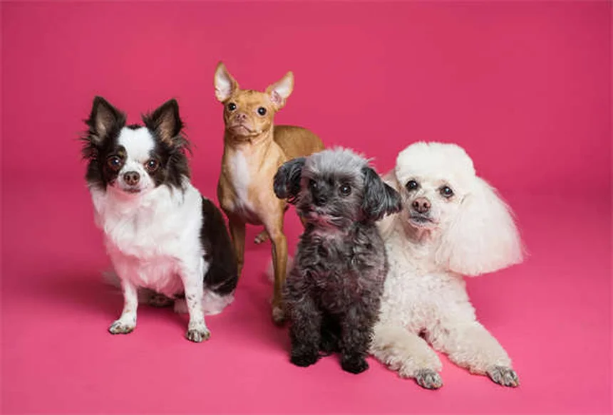 アパートで犬を飼いたい人必見！最適な犬種20選