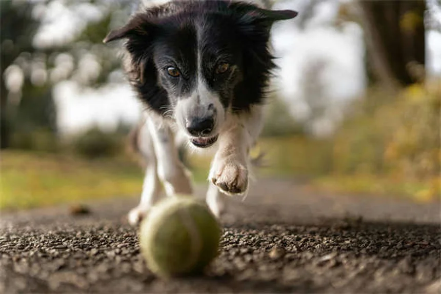 アパートで犬を飼いたい人必見！最適な犬種20選