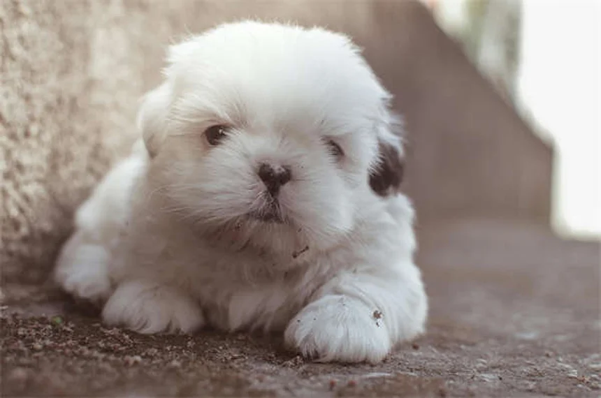 犬は色覚が悪い？実は犬が見ている世界は思いのほかカラフル！