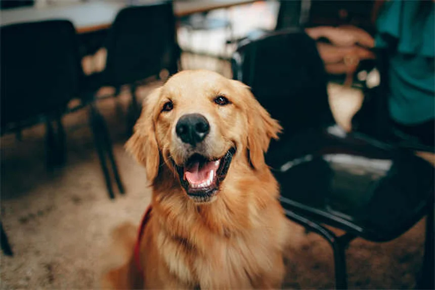 犬の里親費用は意外と安い？その内訳と本当の価値