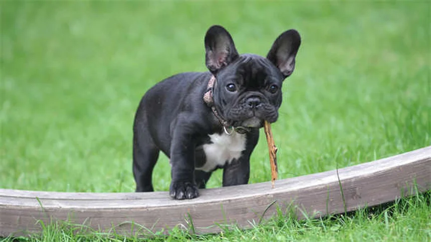犬の里親費用は意外と安い？その内訳と本当の価値