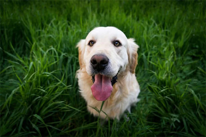 接触電圧から愛犬を守る5つの安全対策と基礎知識